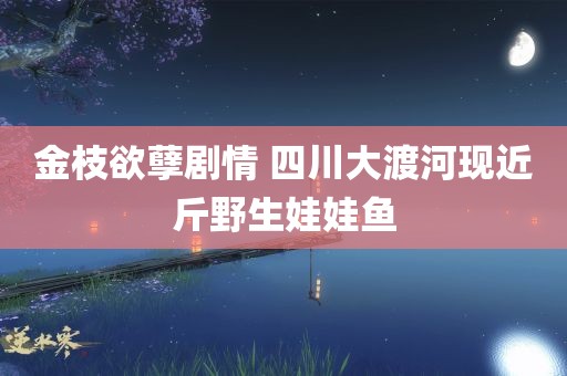 金枝欲孽剧情 四川大渡河现近斤野生娃娃鱼