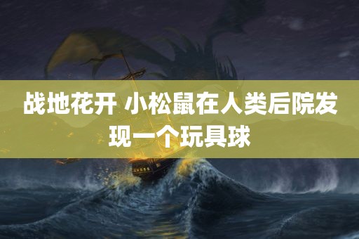 战地花开 小松鼠在人类后院发现一个玩具球