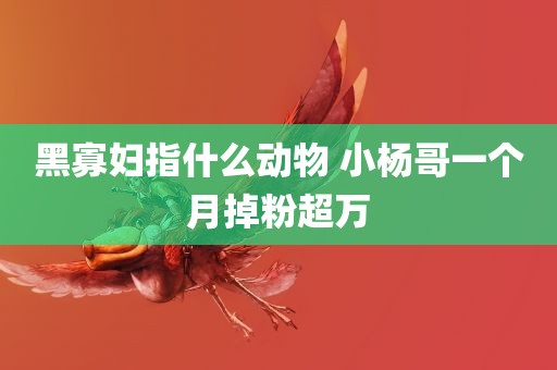 黑寡妇指什么动物 小杨哥一个月掉粉超万